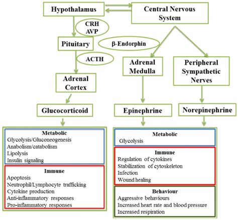 Biological Functions Regulated By The Two Stress Axes The