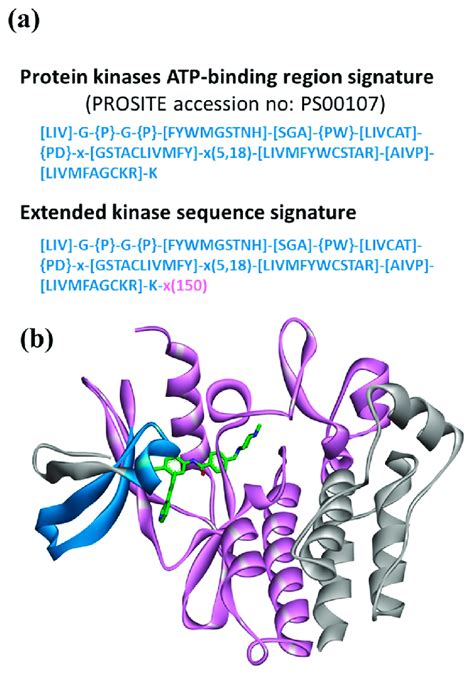 Protein Kinase Sequence Motifs In A The PROSITE Character String