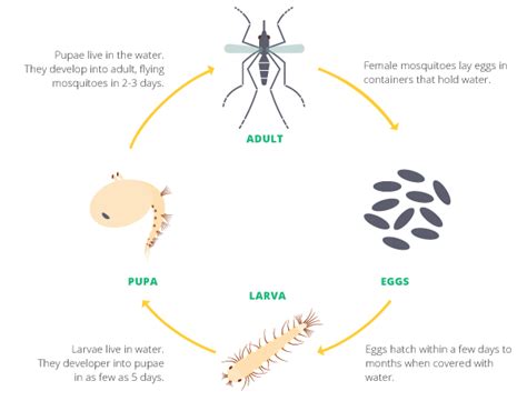 Dengue Mosquito Life Cycle