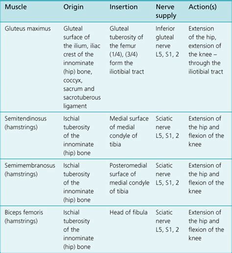 hip joint | Musculoskeletal Key