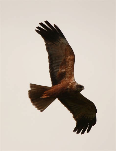 Sightings – Glamorgan Bird Club