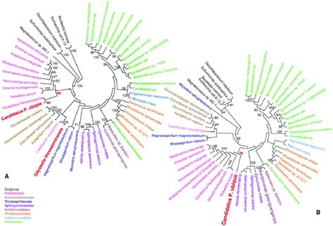 Alphaproteobacteria 16s Rdna Phylogeny A A Ml Phylogenetic Tree Of 49