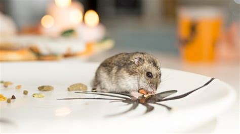 Mulai Sekarang Perbanyak Istighfar Jika Tikus Selalu Masuk Ke Rumah