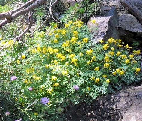 Backyard Patch Herbal Blog: Rue - Herb of the Week