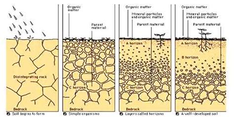 Process of Soil Formation - QS Study