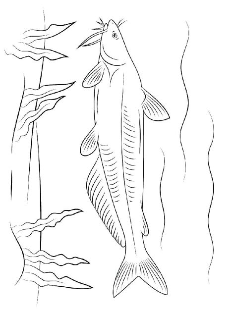 Realistic Catfish Coloring Pages Coloring Pages