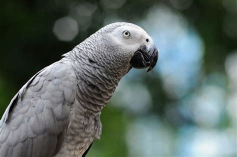 Premium Photo | Parrot macaw parrots bird