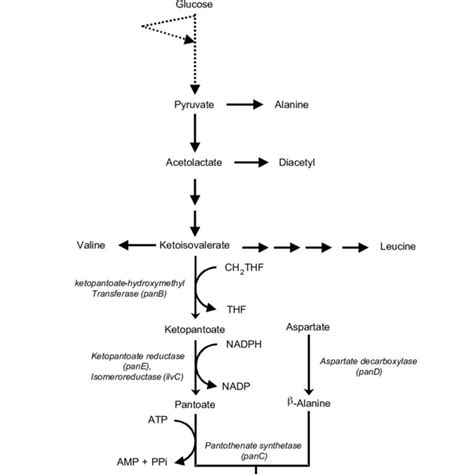 Metabolic Flux Distribution From Pyruvate In Late Exponential Phase