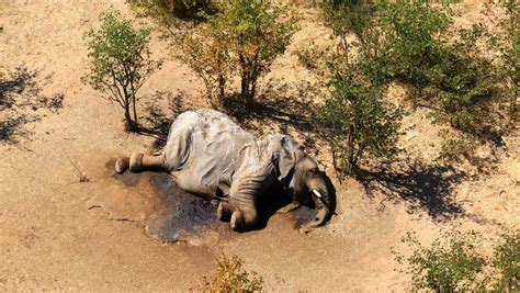 Más De 350 Elefantes Mueren En Botswana Y Nadie Sabe Por Qué Fotos Rt