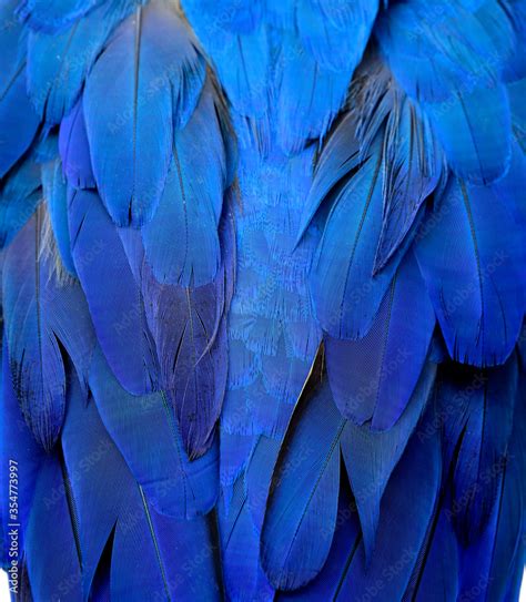 close up background of blue color macaw parrot bird feathers in ...