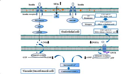 Hypothetical Interaction Between Disturbed Fas Metabolism And Ir