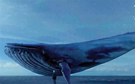 [watch] Blue Whale Suicide Game May Hit Sa Soon