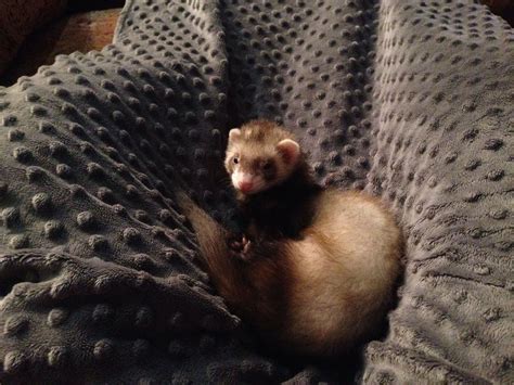 This is my ferret if you want one they are fun and kind of a pain they ...