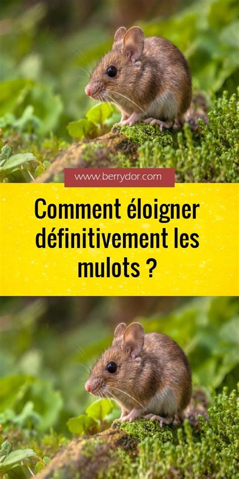 Comment éloigner définitivement les mulots Animaux sauteur Mulot