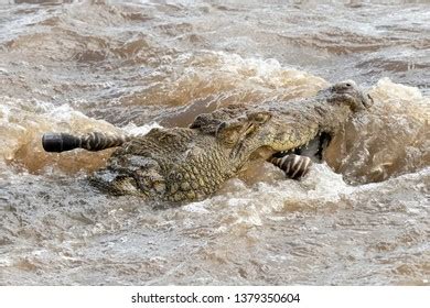 15 Crocodile Killing Zebra Royalty-Free Photos and Stock Images ...