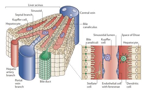 Sinusoids Anatomy