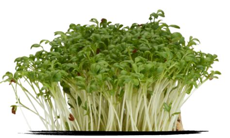 Grow Your Own Garden Cress Microgreens Grown