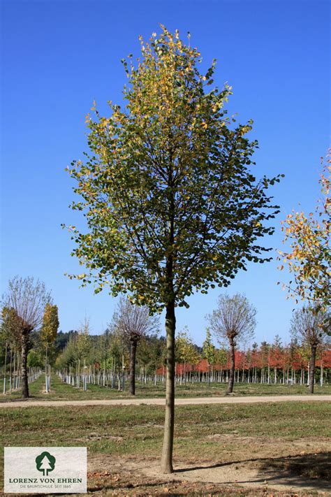 Tilia Cordata Rancho Baumschule Lve