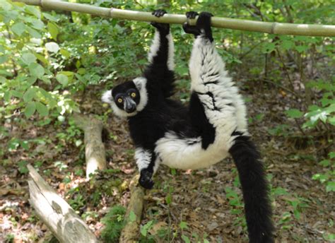 Black and White Ruffed Lemur - Duke Lemur Center