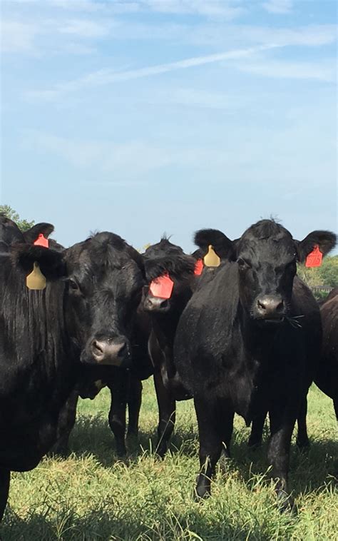 National Beef Wire Livestock Health Foot Rot Prevention And