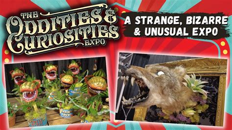 oddities curiosities expo san diego   strange bizarre