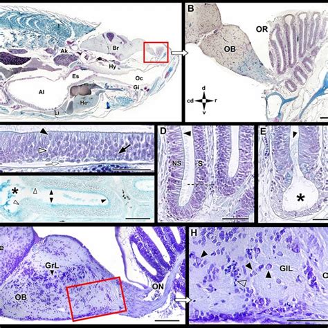 Macroscopic Anatomy Of The Zebrafish Olfactory Organ The Olfactory