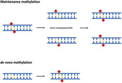 Plants Free Full Text Dna Methylation In Algae And Its Impact On