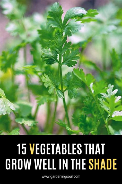 Vegetables That Grow Well In The Shade Gardening Soul