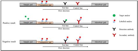 Quantum Dot Based Lateral Flow Immunoassay Encyclopedia Mdpi