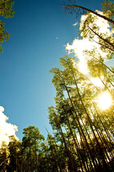 Free Images Tree Nature Forest Grass Branch Light Cloud Sky