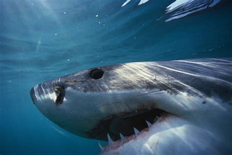 VIDEO: Great White Shark Bites Boat During Fishing Trip In Florida | iHeart