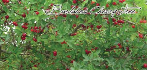 Barbados Cherry Tree - Barbados Pocket Guide