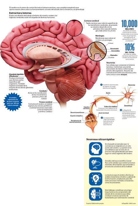 Los Misterios Del Cerebro El Siglo De Torreón