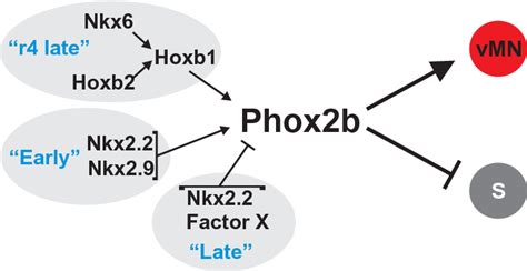 Figure 3 From The Role Of Nkx Proteins Neuronal And Glial Specification