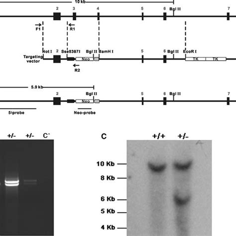 Targeted Disruption Of The Car Gene In Es Cells A A Schematic