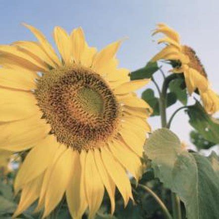 The Heliotropism of a Sunflower | Home Guides | SF Gate