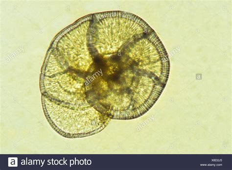 Foraminifera Under Microscope