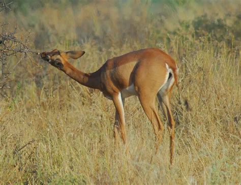 16 Types of Antelope: Species, Habitats, Diets