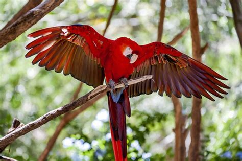 Tipos De Arara No Brasil - Saiba os tipos de araras típicas da Amazônia brasileira | Untamed Amazon