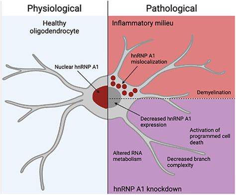 Glia | Neurobiology Journal | Wiley Online Library