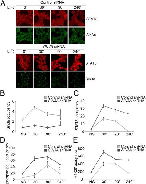 The Sin A Repressor Complex Is A Master Regulator Of Stat