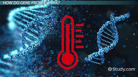 Gene Probe | Definition, Application & Examples - Lesson | Study.com