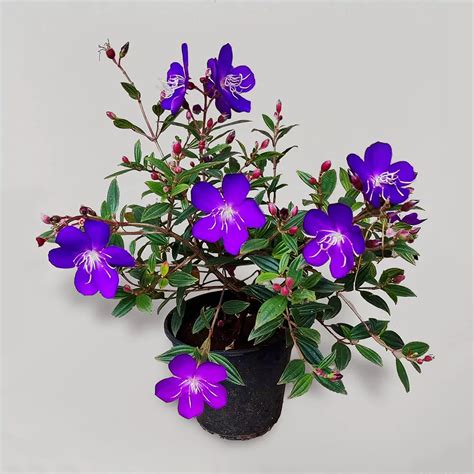 Begum Bahar Tibouchina Semidecandra Plant Nursery Nisarga