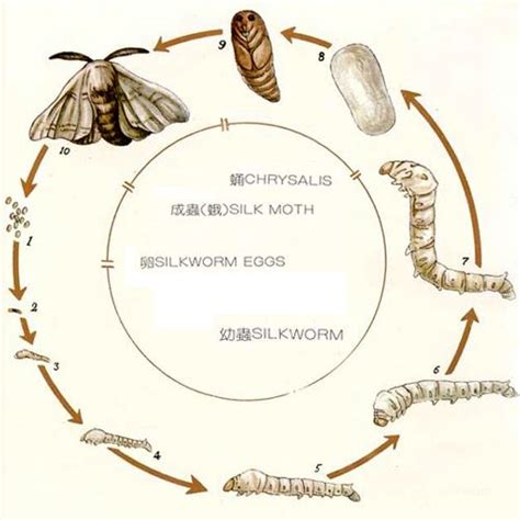 life cycle silk worm | Silkworm, Silkworm life cycle, Silk