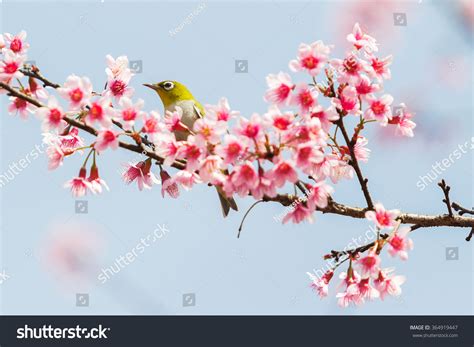 Bird On Cherry Blossom Branch Stock Photo 364919447 - Shutterstock