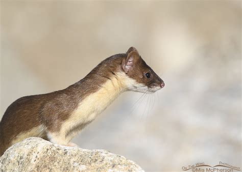 Focused Long Tailed Weasel Mia Mcphersons On The Wing Photography