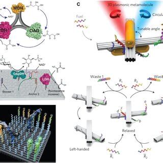 DNA origami structures. A) Single‐layered DNA origami shapes and ...