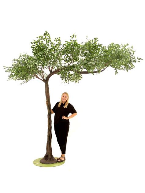 Canopy Tree M Brown Birch Eph Creative Event Prop Hire