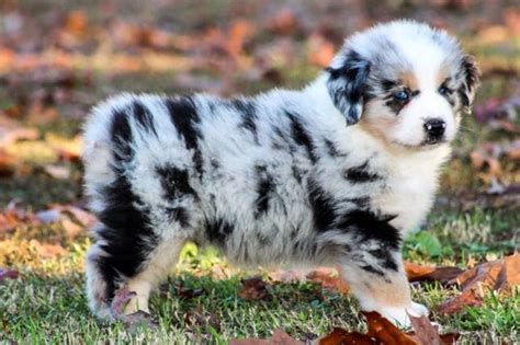 Jandb Mini Aussies Miniature Australian Shepherd Breeder Puppies Australian Shepherd Puppies