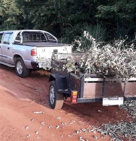 Guarda Municipal Flagra Descarte Irregular De Entulho Ao Lado Do Aeroporto